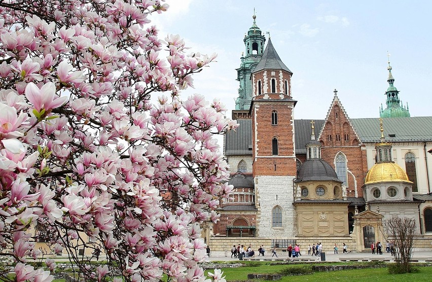 Zakwitły magnolie na Wawelu [ZDJĘCIA]