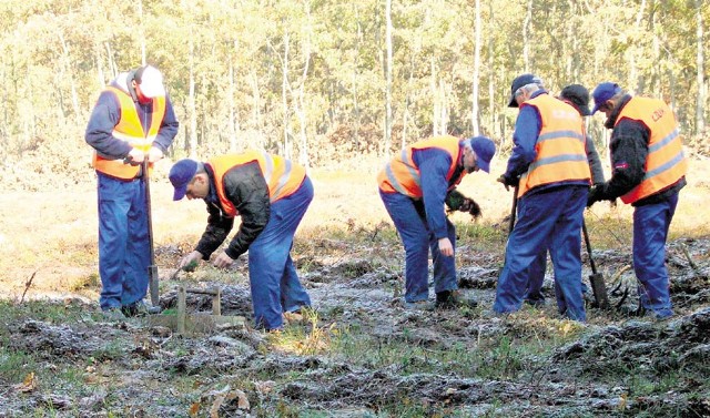 Więźniowie głównie wykonują nieodpłatnie prace porządkowe na rzecz samorządów