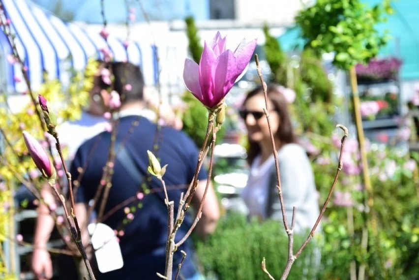 Zbliżają się Wiosenne Targi Ogrodnicze w Starym Polu. Wystawcy jeszcze przez kilka dni mogą się zgłaszać do PODR