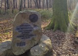 W lasach pod Radomiem przybyło siedem kolejnych pomników przyrody!