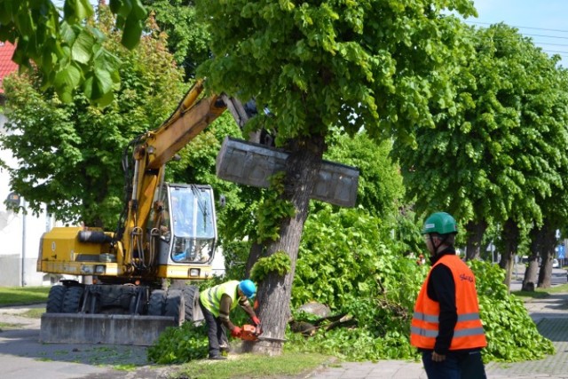 Nowy Dwór Gdański. Wycinka drzew przy ul. Dąbrowskiego. Burmistrz tłumaczy