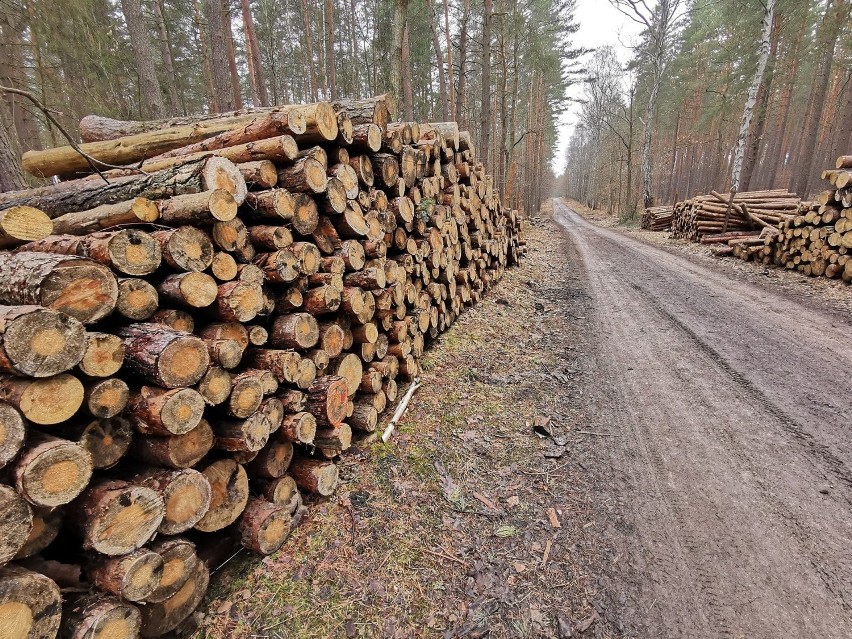 Nadleśnictwo Olkusz zaprasza na debaty ws. nowego planu urządzenia lasu. Będą masowe wycinki? 