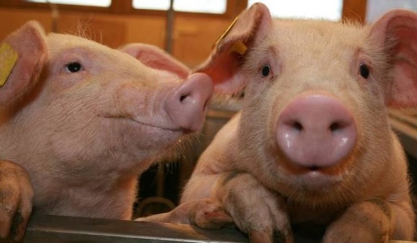 W Chinach świnia jest symbolem płodności. Z tego powodu...