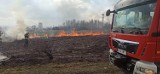 Wielki obszar w ogniu. Pod Krakowem płoną trawy. Głupota ludzi, udręka dla zwierząt