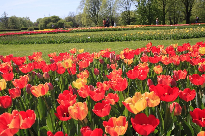 Tulipany w ogrodzie botanicznym w Łodzi