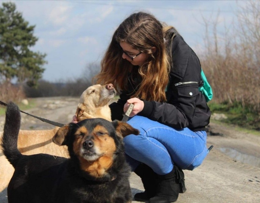 Społecznie zaangażowani uczniowie II LO w Ostrowie...