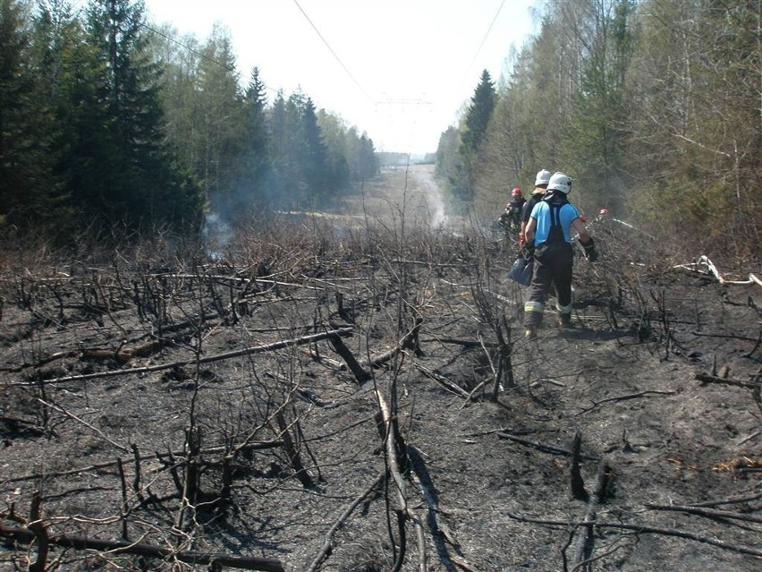 Pożar poszycia leśnego w Egiertowie