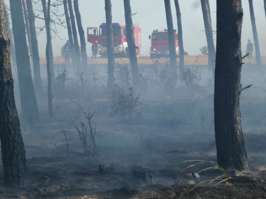 Pożar pola i lasu pod Dobczynem 4 lipca 2014