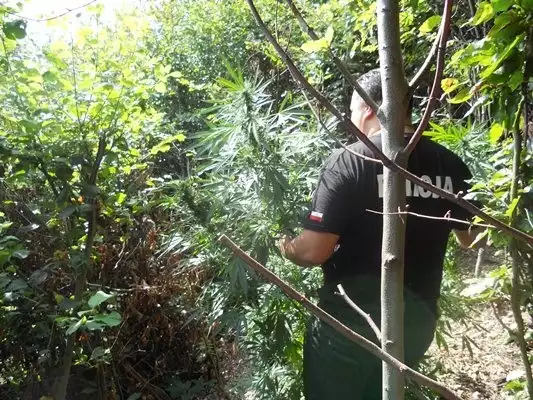 Policjanci z Mszany namierzyli odlotowy ogródek w górach