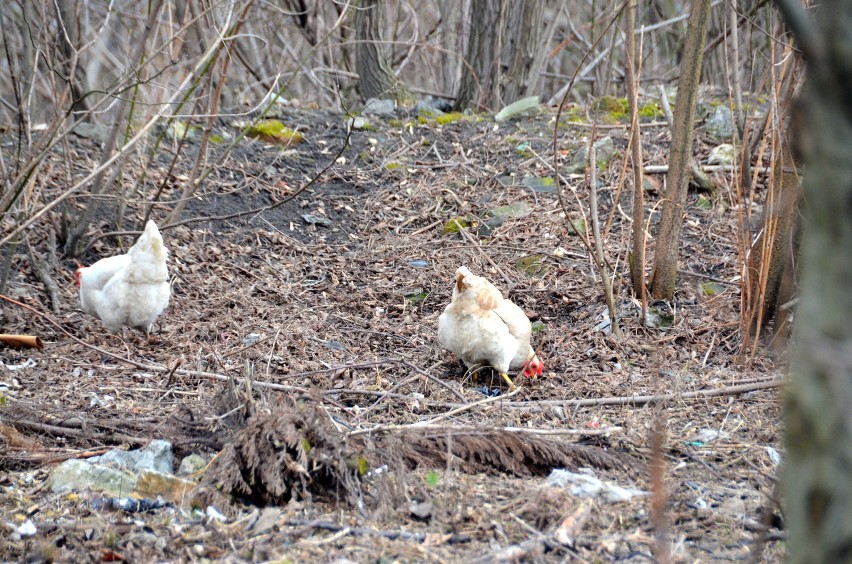 Kogut i kury w Dąbrowie Górniczej na spacerze