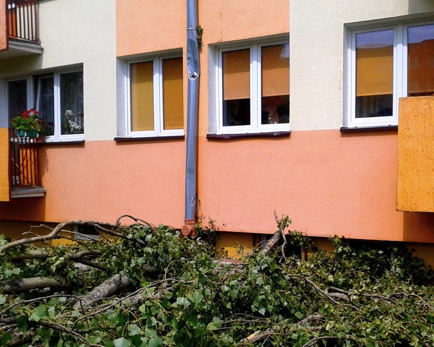   Na skutek wichury na Rydygiera w Toruniu  dwie topole przewróciły się na blok