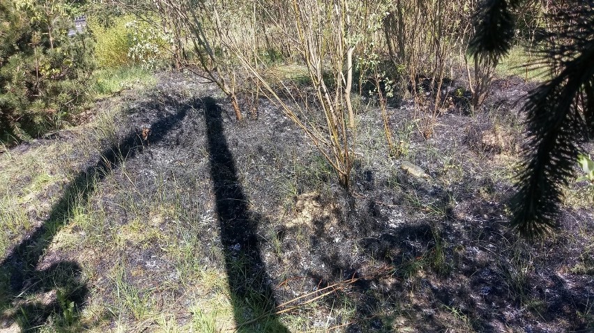Spaliły się dwa ary trawy.