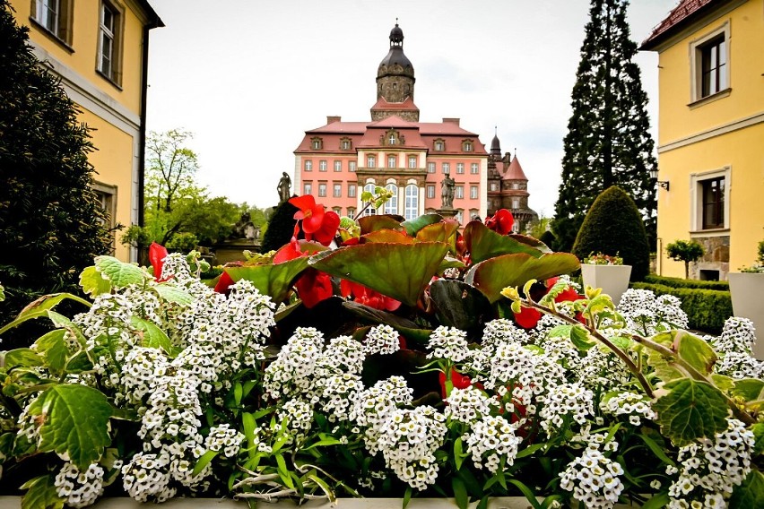 Wałbrzych: Wiosenne kwiaty zakwitły w zamku Książ (ZDJĘCIA)