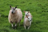 Odstresuj się na pastwisku. Eksperci przekonują, że beczenie owiec może mieć terapeutyczne działanie