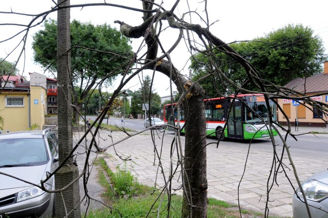 Tak wygląda zieleń na Kalinowszczyźnie. - Ta jarzębina właśnie uschła - zaalarmował nas Czytelnik