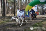 Dąbrowa Górnicza: wyścigi psich zaprzęgów w Błędowie [ZDJĘCIA] 