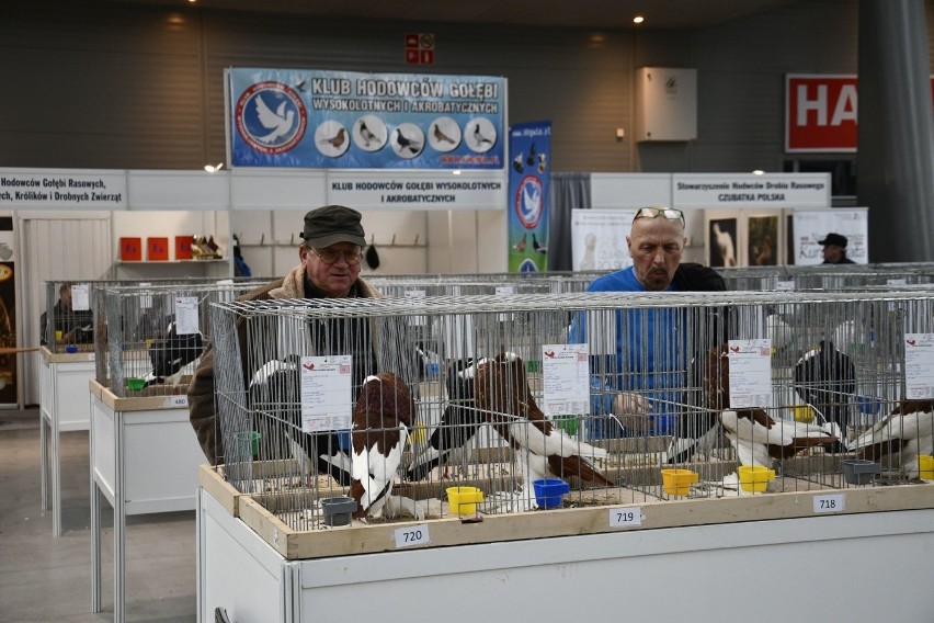 W Targach Kielce odbywa się Krajowa wystawa przepięknych gołębi, królików i ptactwa ozdobnego. Nie zwlekaj przyjdź razem z dziećmi [ZDJĘCIA]