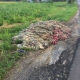 Gmina Sokolniki: Zwierzęce wnętrzności wyrzucone przy drodze