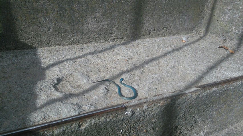 Wąż w Olsztynie