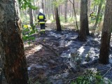 Szybka interwencja strażaków uratowała las przed dużym pożarem [ZDJĘCIA]