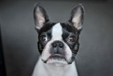 Zobacz zdjęcia najmodniejszych ras psów! Corgi to był ulubiony pies Elżbiety II. Ile kosztuje? A ile zapłacimy za pitbulla? [29.11.22]