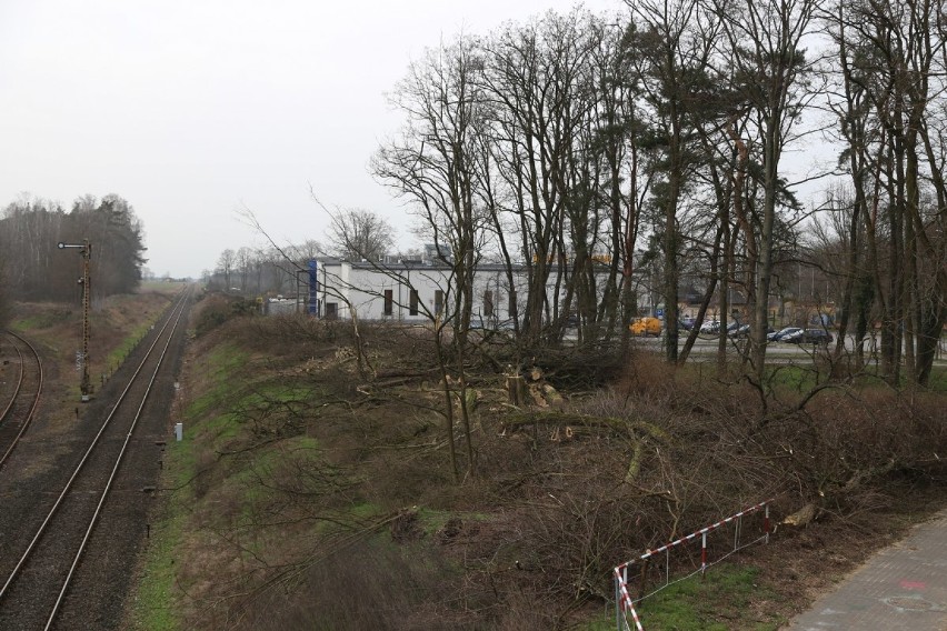 Ruszyła wycinka drzew wzdłuż linii kolejowej z Wolsztyna do Zbąszynka