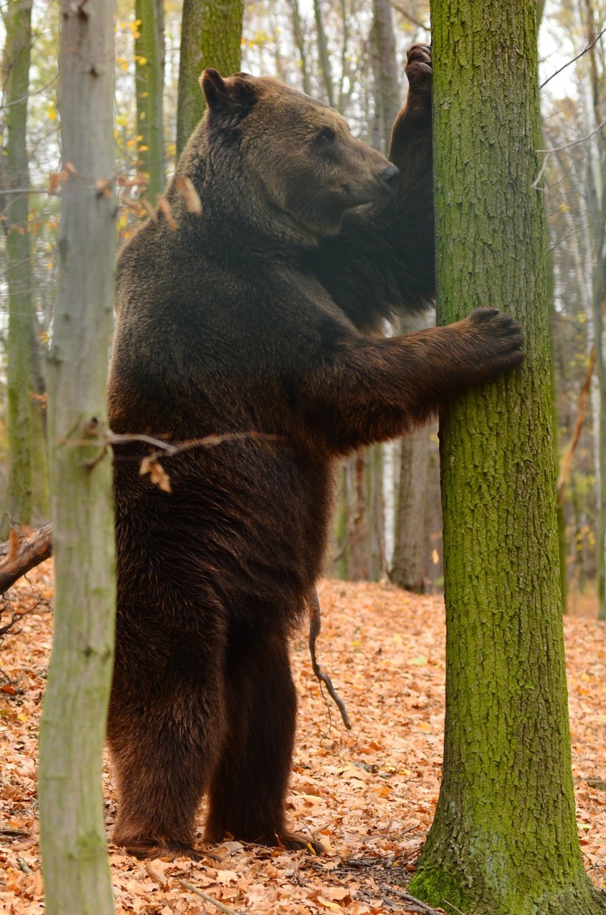 Zoo w Poznaniu: Borys - niedźwiedź wegetarianin