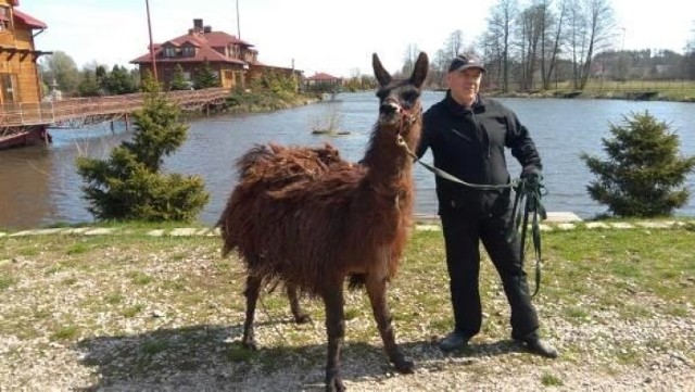 Zbiegła lama z Bierunia trafiła do Lublina, gdzie ma zapewnione świetne warunki życiowe