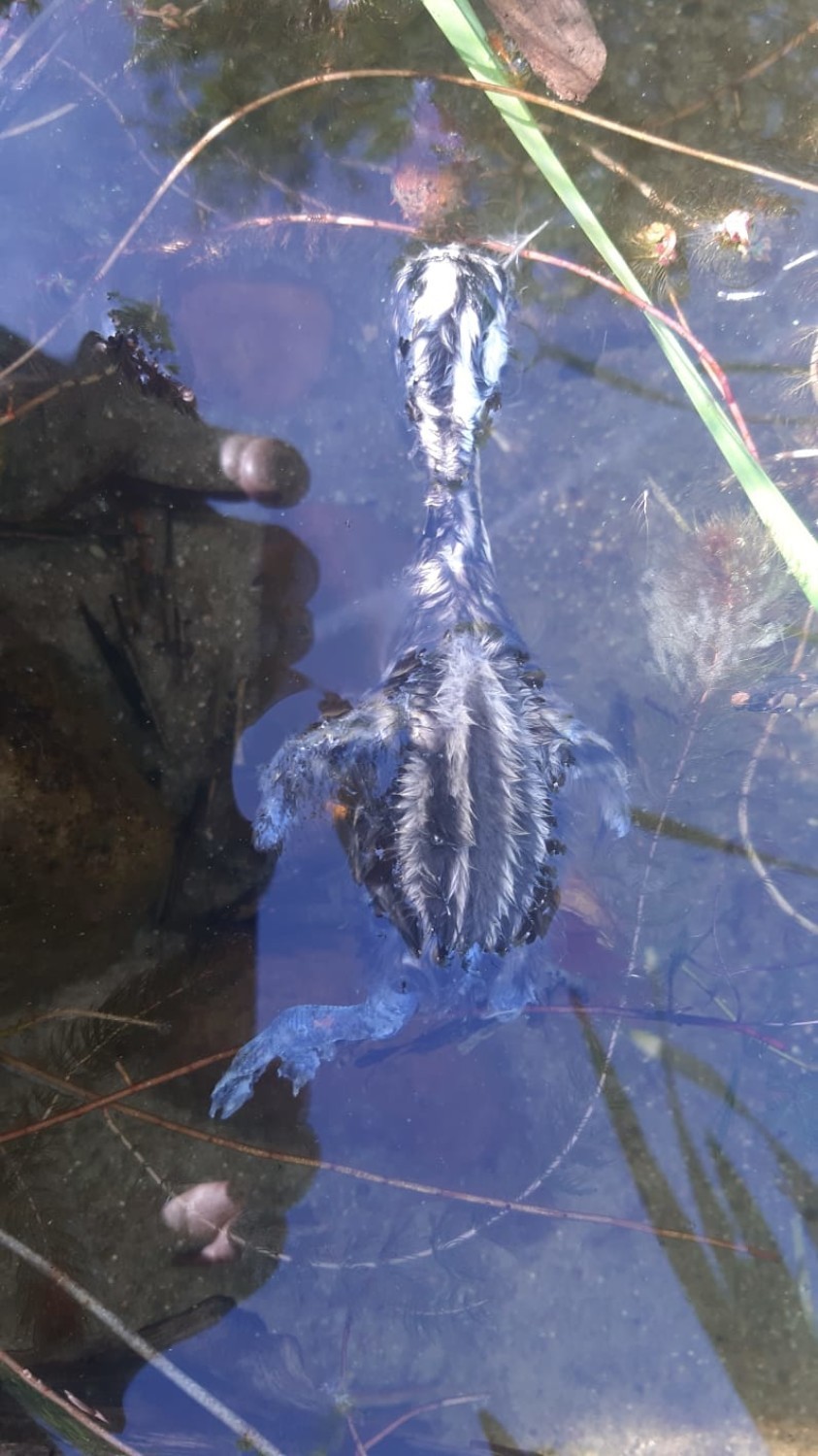 Na Jeziorze Glinowskim w gminie Parchowo ktoś zabił pisklęta perkoza (zdjęcia)