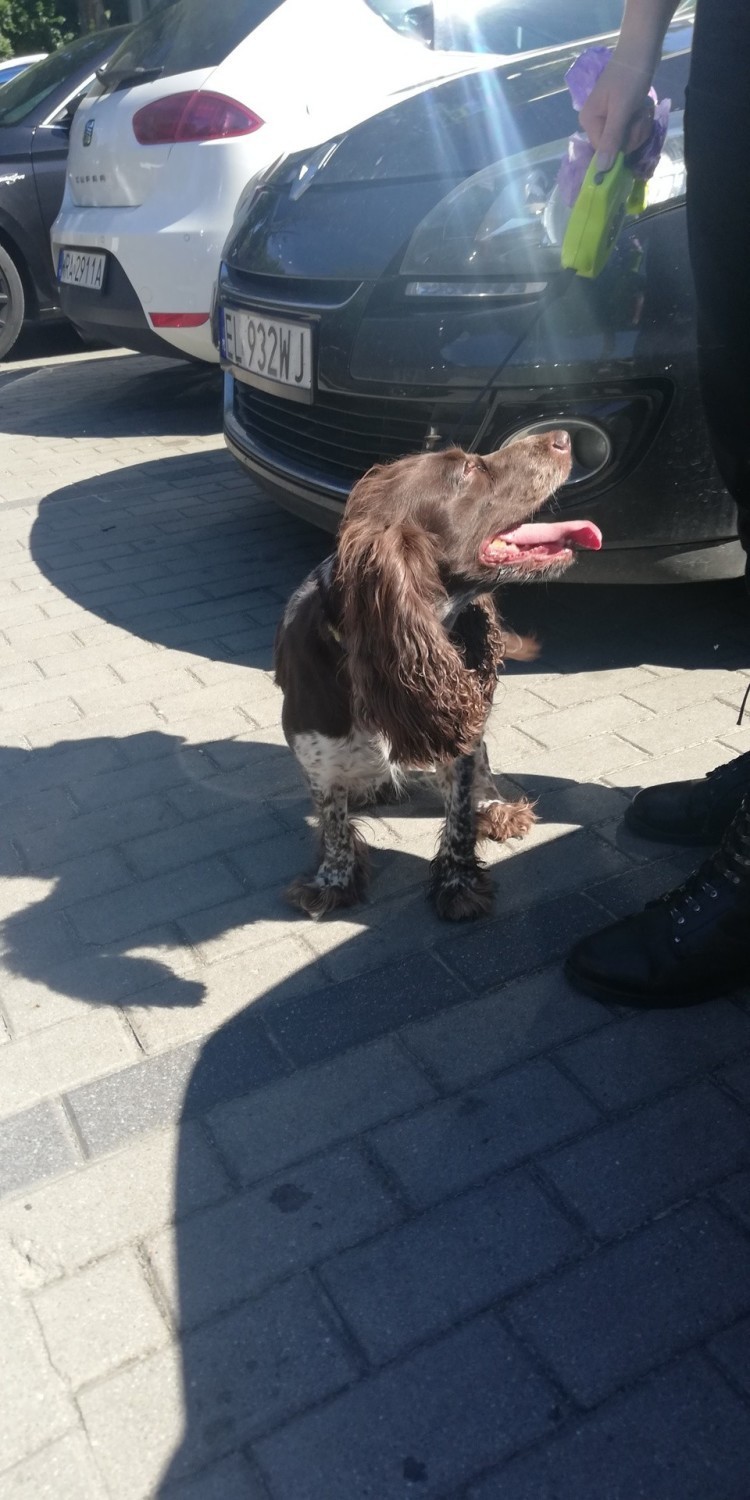 Gdynia: Pies uwięziony w rozgrzanym aucie. Straż miejska musiała wybić szybę, aby udzielić mu pomocy. Zwierzę przeżyło. Sprawę bada policja