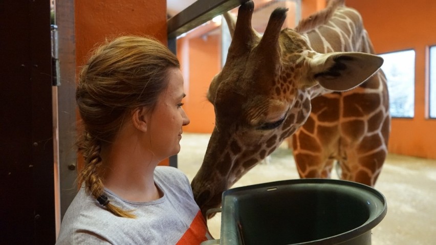 Odwiedziliśmy żyrafy w Śląskim Ogrodzie Zoologicznym [ZDJĘCIA]