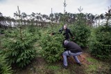 W Nadleśnictwie Grodzisk można już kupić choinkę na nadchodzące święta