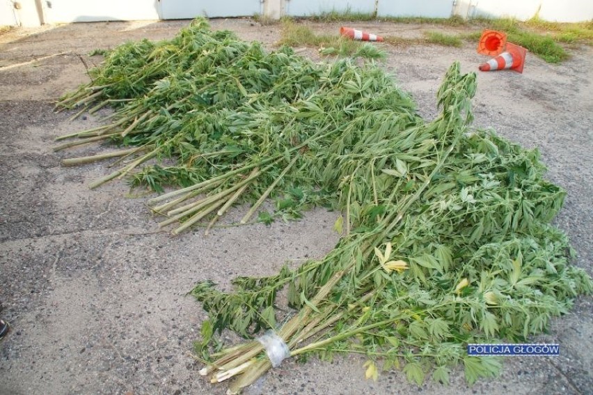 Policja zlikwidowała plantację marihuany. Setki krzewów w lesie i w domu [ZDJĘCIA]