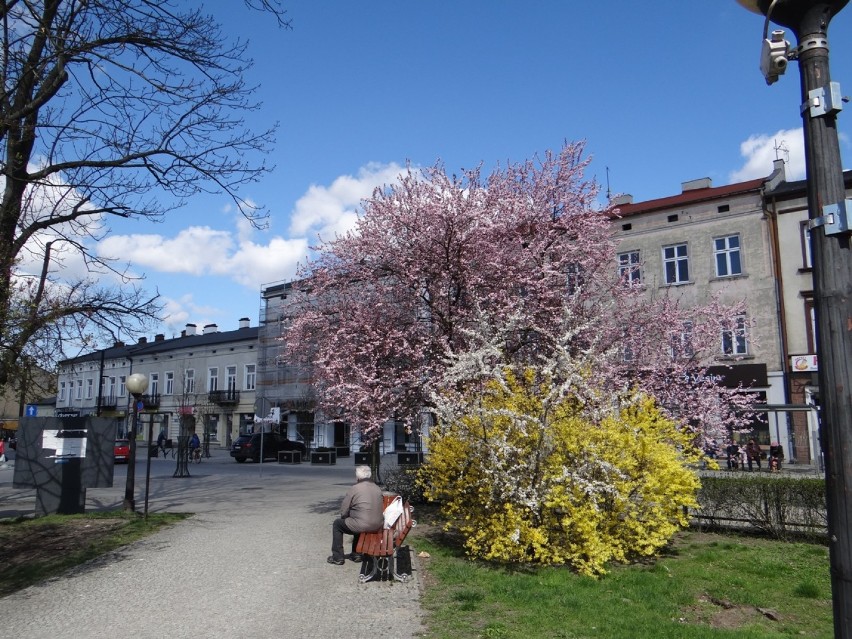 Wiosna 2021 w Radomsku. Kwitną już drzewa, krzewy, kwiaty na klombach