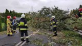 Dolny Śląsk. Po wichurze strażacy interweniowali 665 razy. Zobacz zdjęcia! 