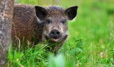 Chełm. Trwa poszukiwanie padłych dzików, kierowcy muszą zachować ostrożność 