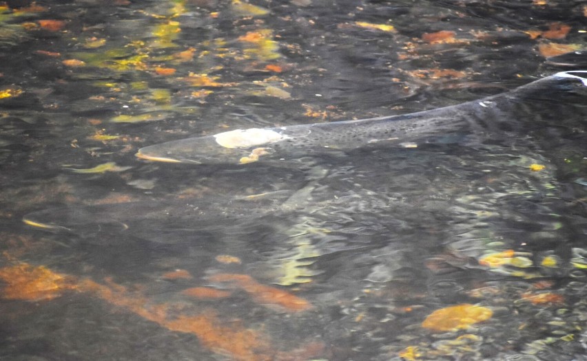 Tarło troci i łososi w Sławnie - Kanał Miejski doplyw rzeki Wieprzy