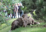 Piotrków: Łosie w mieście. Jeden nie żyje, drugi nie wiadomo (uwaga! drastyczne zdjęcia)