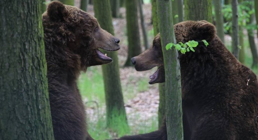 Niedźwiedzie w Nowym Zoo czują się świetnie