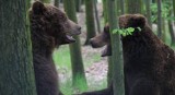 Niedźwiedzie w Nowym Zoo zapraszają na weekend za pół ceny! [ZDJĘCIA]