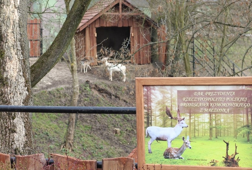 ZOO Płock. Ogród wzbogacił się o nowy gatunek ssaka