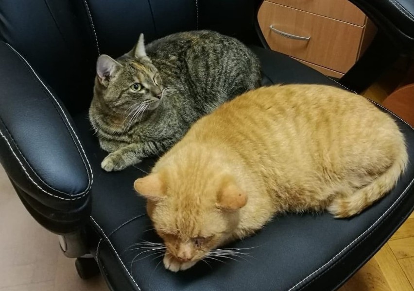Teraz dwa koty urzędują w urzędzie, ale większość zwierząt...