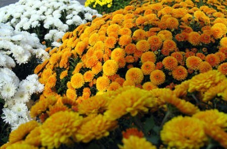 Chryzantemy do dekoracji grobów sadzi się już w czerwcu. Na każdej doniczce kwiatów producent zarabia ok. 2 zł. Fot. Karina Trojok