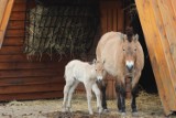 Wyjątkowe narodziny w warszawskim ZOO. Na świat przyszła klacz konia Przewalskiego. To zagrożony wyginięciem gatunek