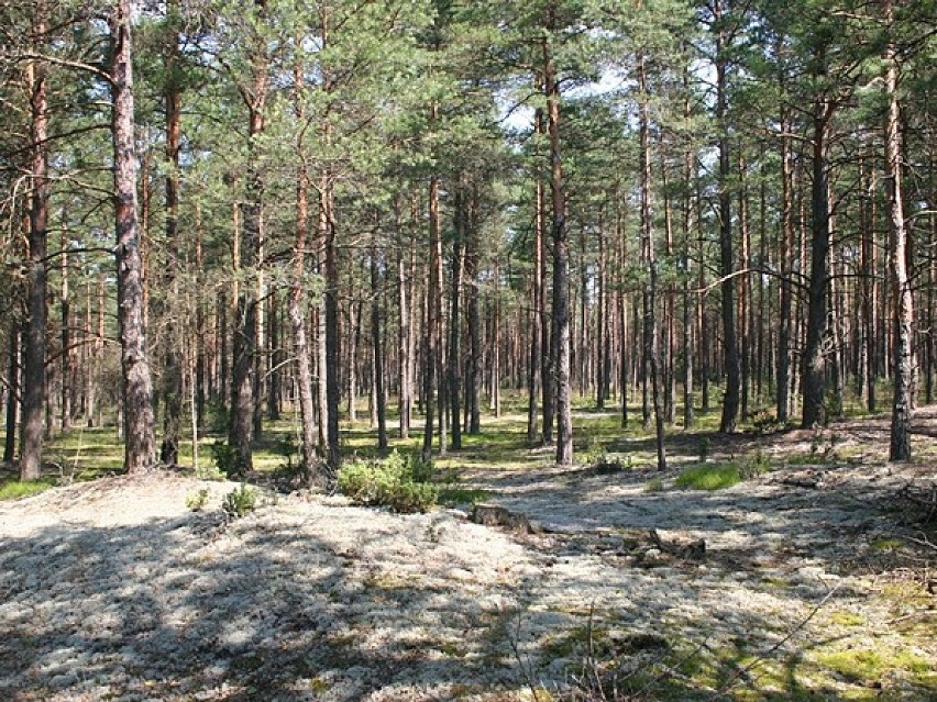 Oto najlepsze piesze ścieżki w powiecie kościerskim! Sprawdź, gdzie warto wybrać się na spacer ZDJĘCIA