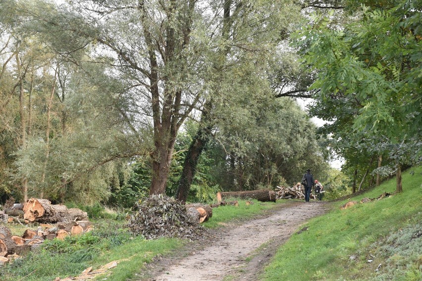 Kolejne drzewa pod topór. Wycinka zaniepokoiła mieszkańca Wolsztyna