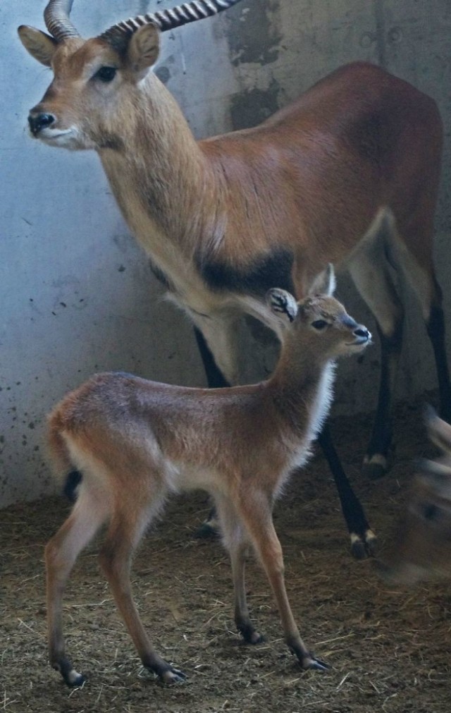 Zwierzęta w zamojskim zoo poczuły wiosnę

Choć kalendarzowa wiosna dopiero w sobotę, zwierzęta w zamojskim zoo już dawno ją poczuły. To dla nich czas amorów i narodzin potomstwa.