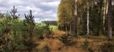 Okolice powiatu malborskiego. Las to piękne miejsce - jedni zbierają grzyby, inni fotografują przyrodę