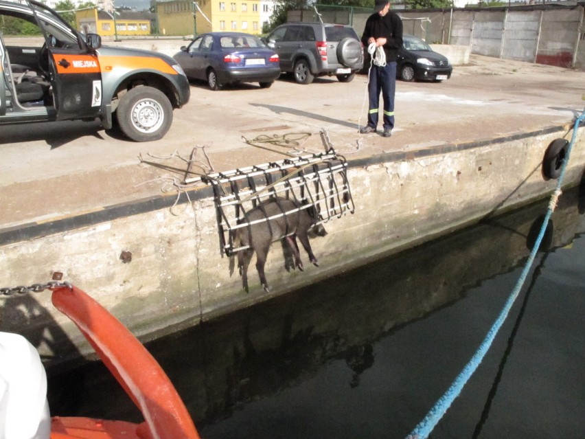 Gdynia: Dzik wyłowiony w porcie. Pracownicy Dalmoru zauważyli zwierzę. Straż Miejska interweniowała