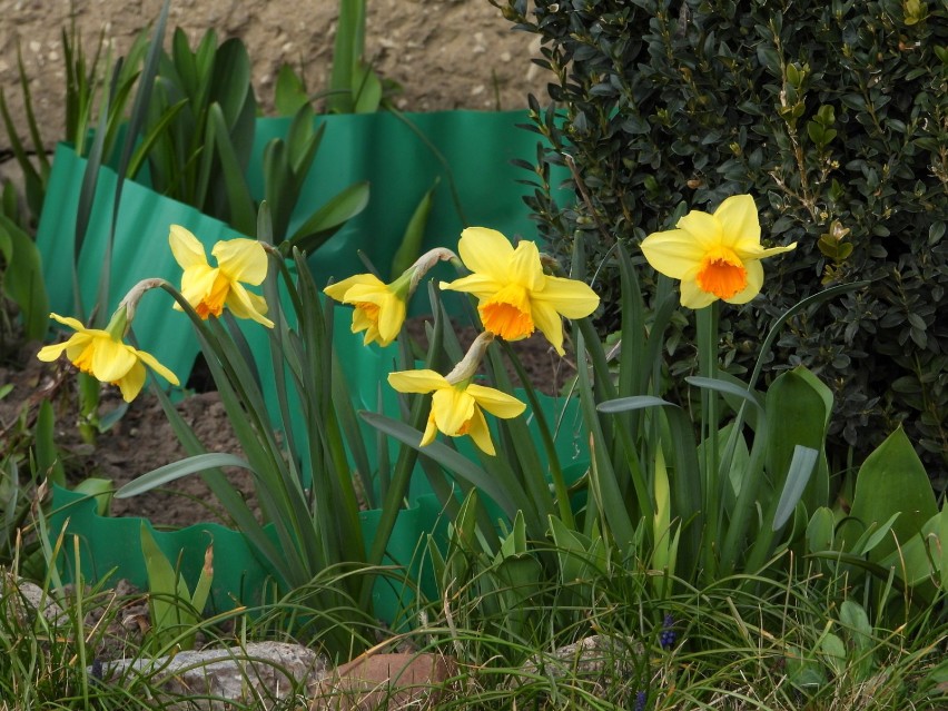 Wiosna na międzyrzeckich działkach i w ogródkach